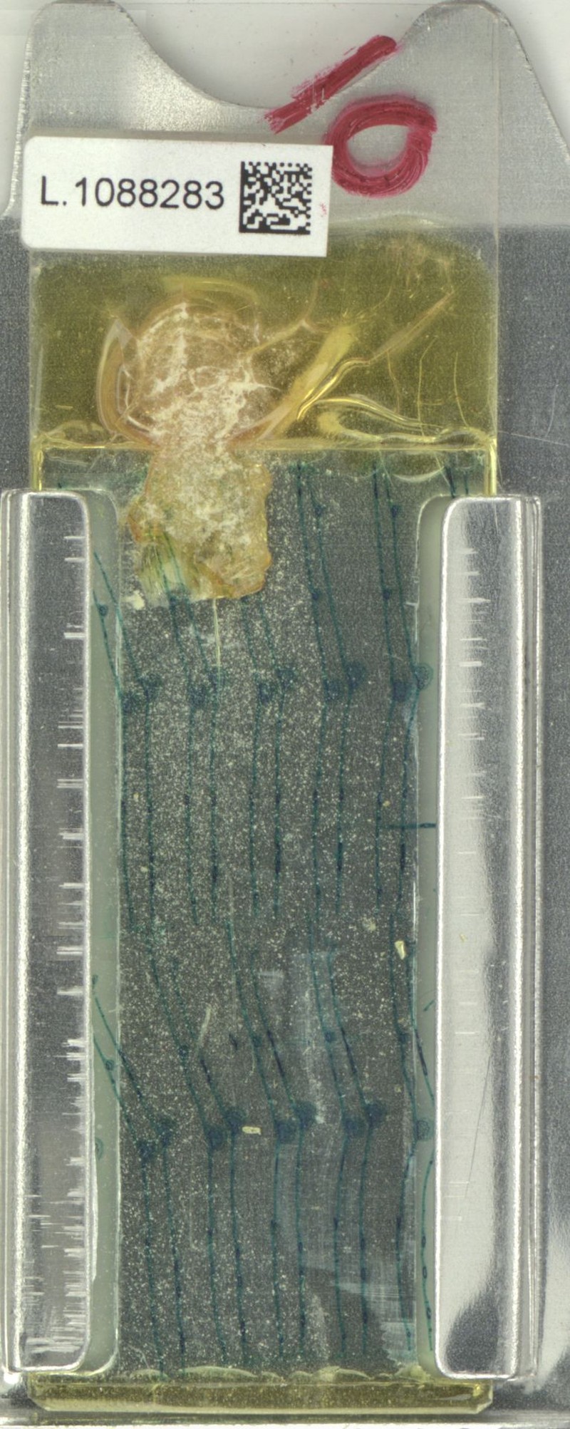 Xanthophyllum sulphureum