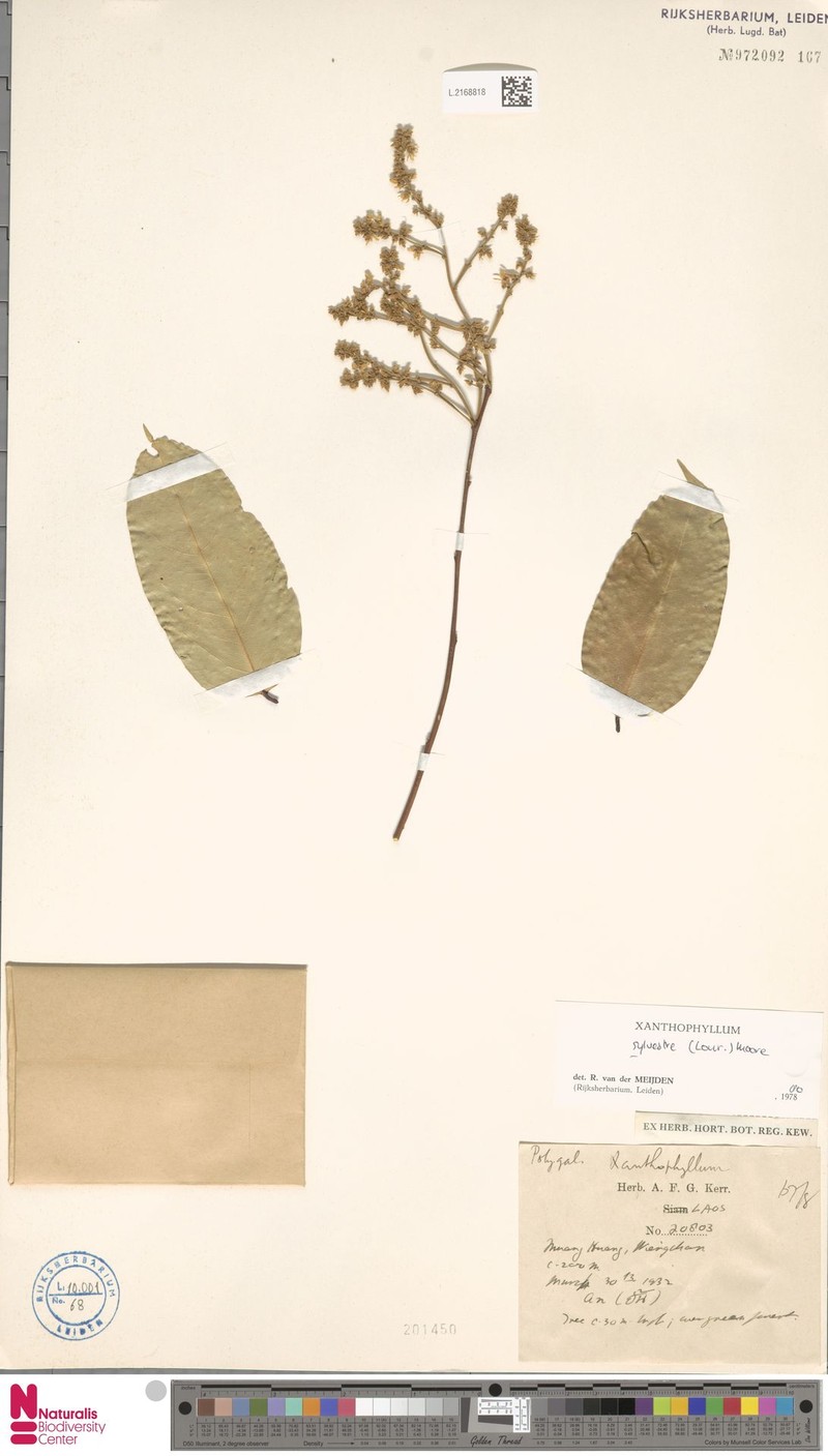 Xanthophyllum sylvestre