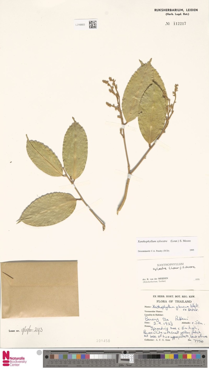Xanthophyllum sylvestre photo 2