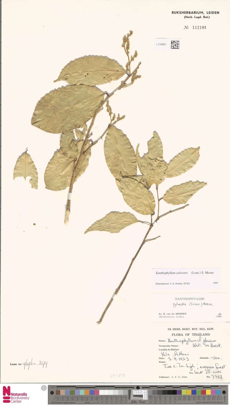 Xanthophyllum sylvestre photo 3