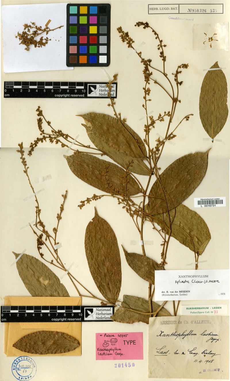Xanthophyllum sylvestre photo 4