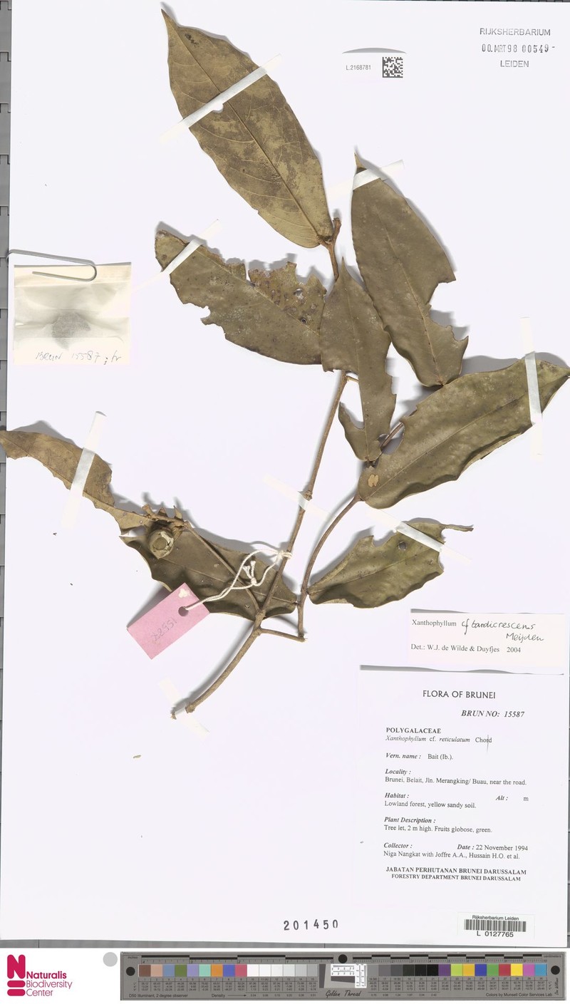Xanthophyllum tardicrescens