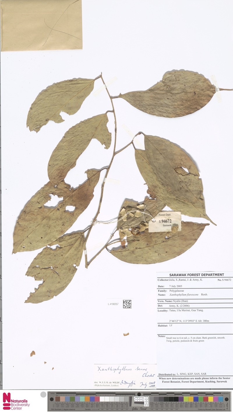 Xanthophyllum tenue