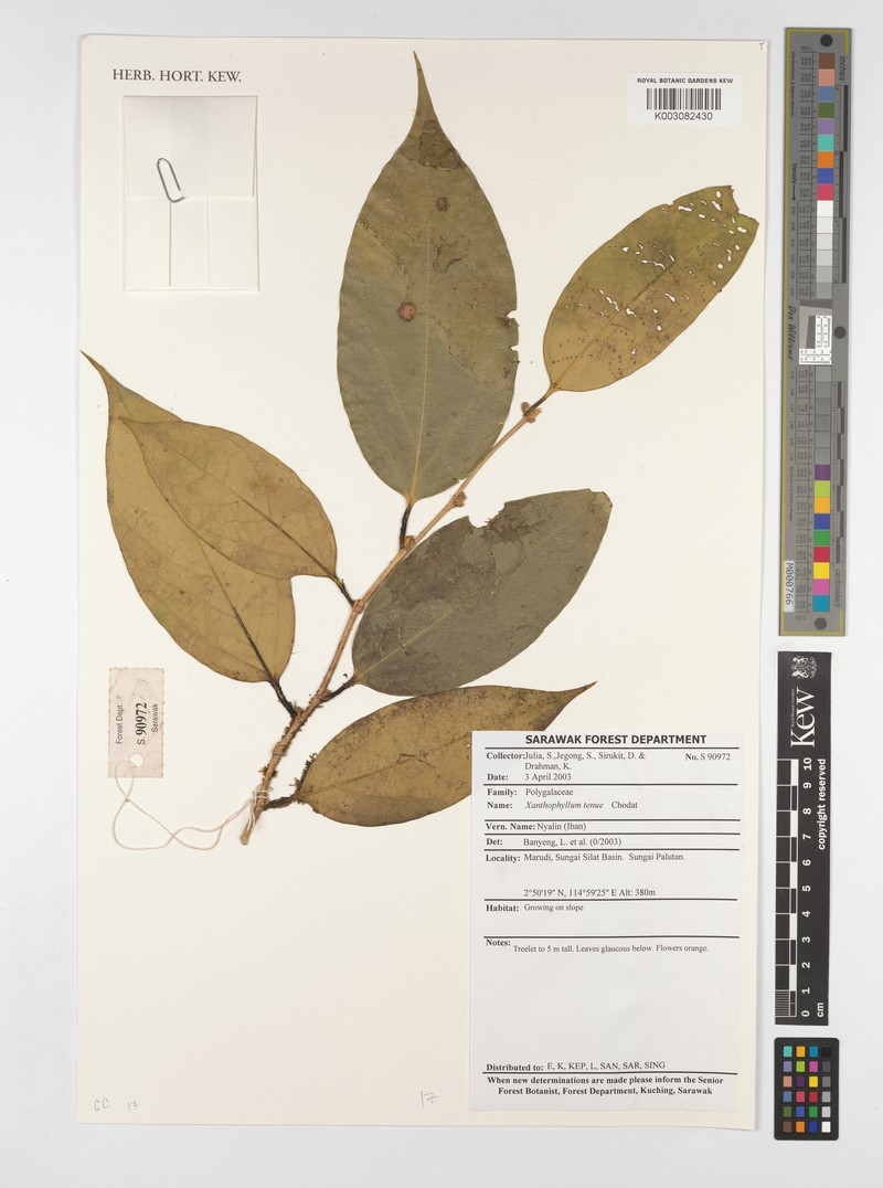 Xanthophyllum tenue photo 2