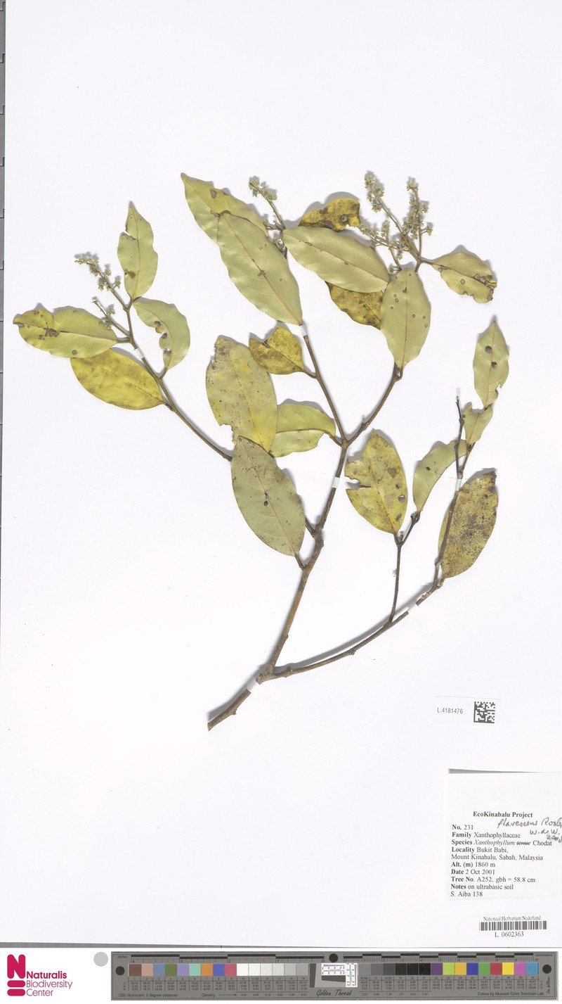 Xanthophyllum tenue photo 3