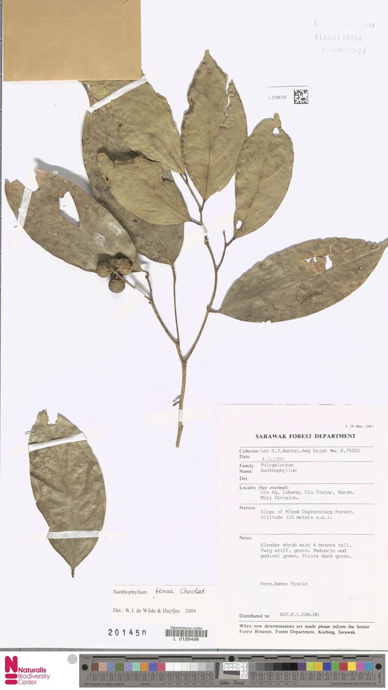 Xanthophyllum tenue photo 4