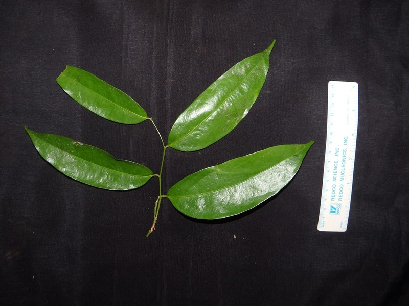 Xanthophyllum tenuipetalum
