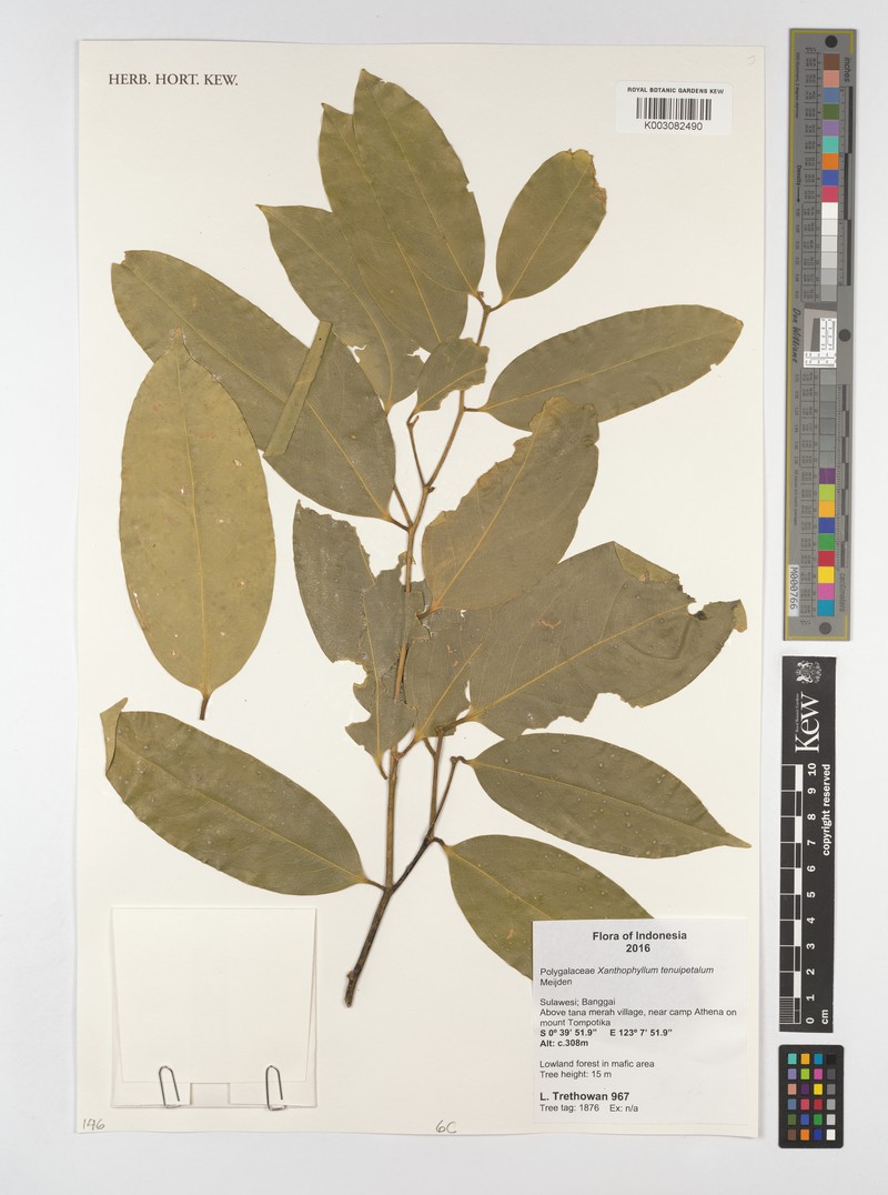 Xanthophyllum tenuipetalum photo 3