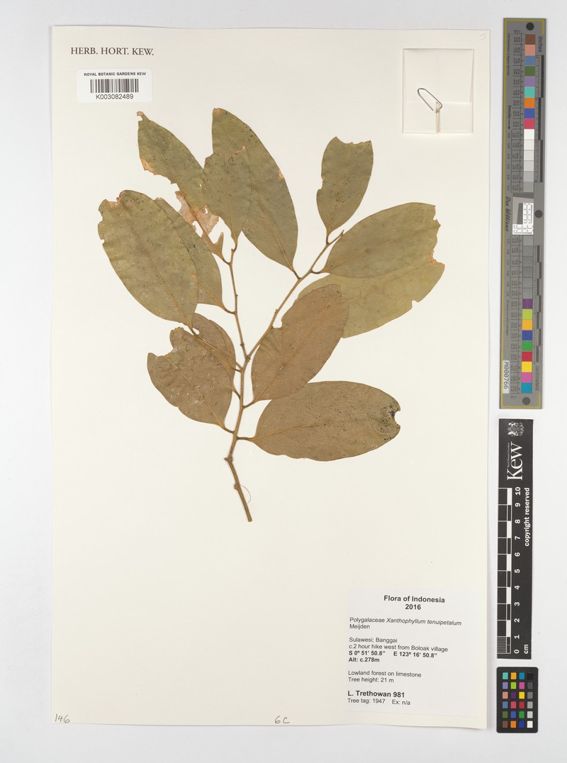 Xanthophyllum tenuipetalum photo 4