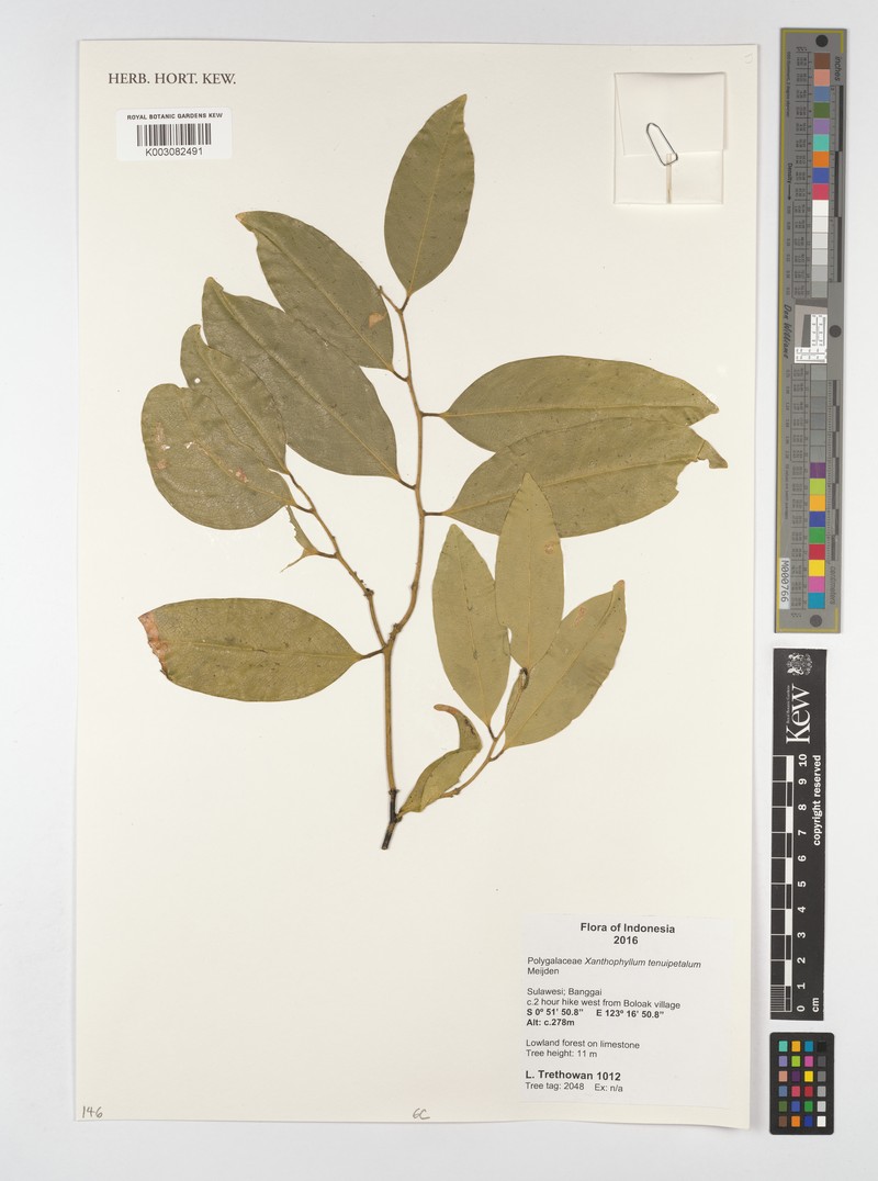 Xanthophyllum tenuipetalum photo 5