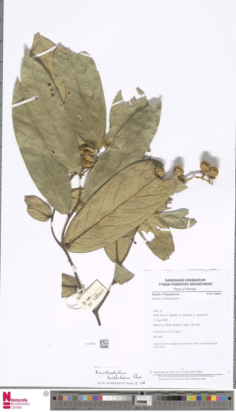 Xanthophyllum trichocladum