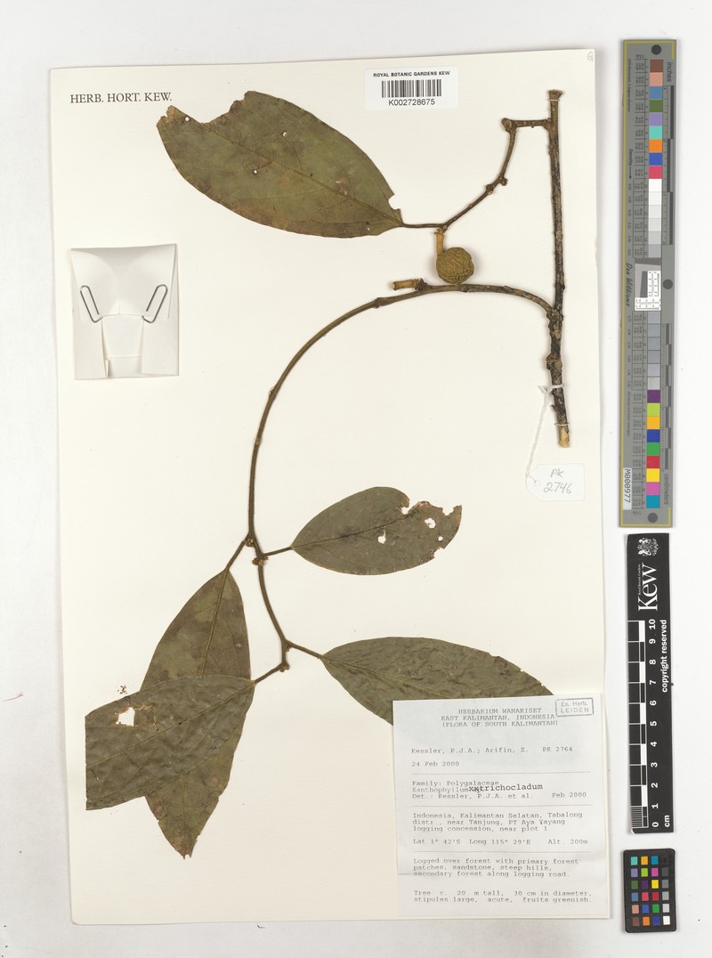Xanthophyllum trichocladum photo 2