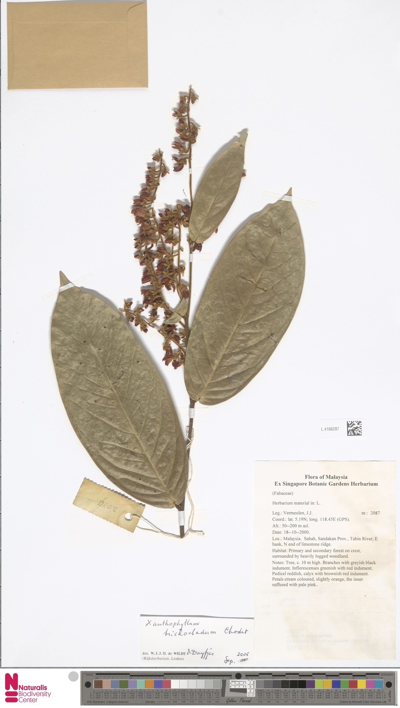 Xanthophyllum trichocladum photo 3