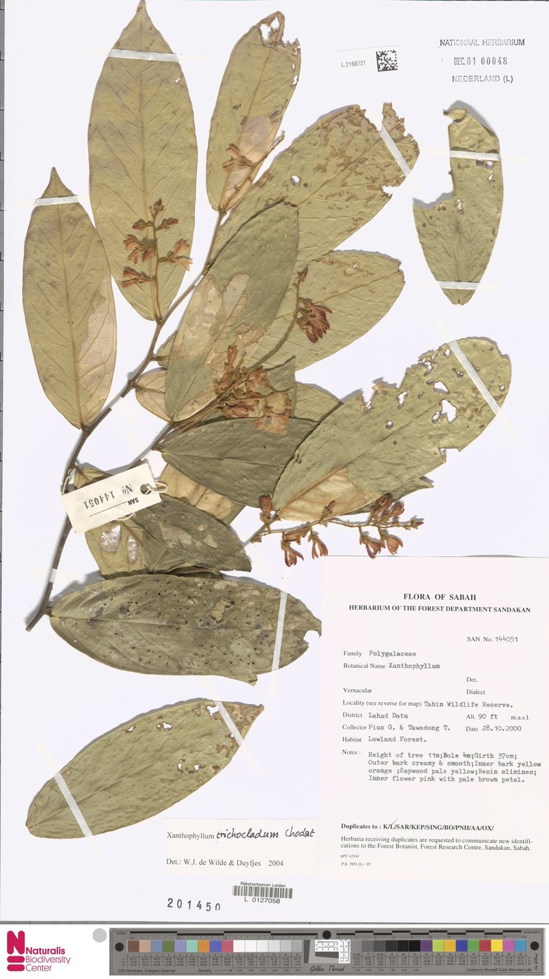 Xanthophyllum trichocladum photo 4