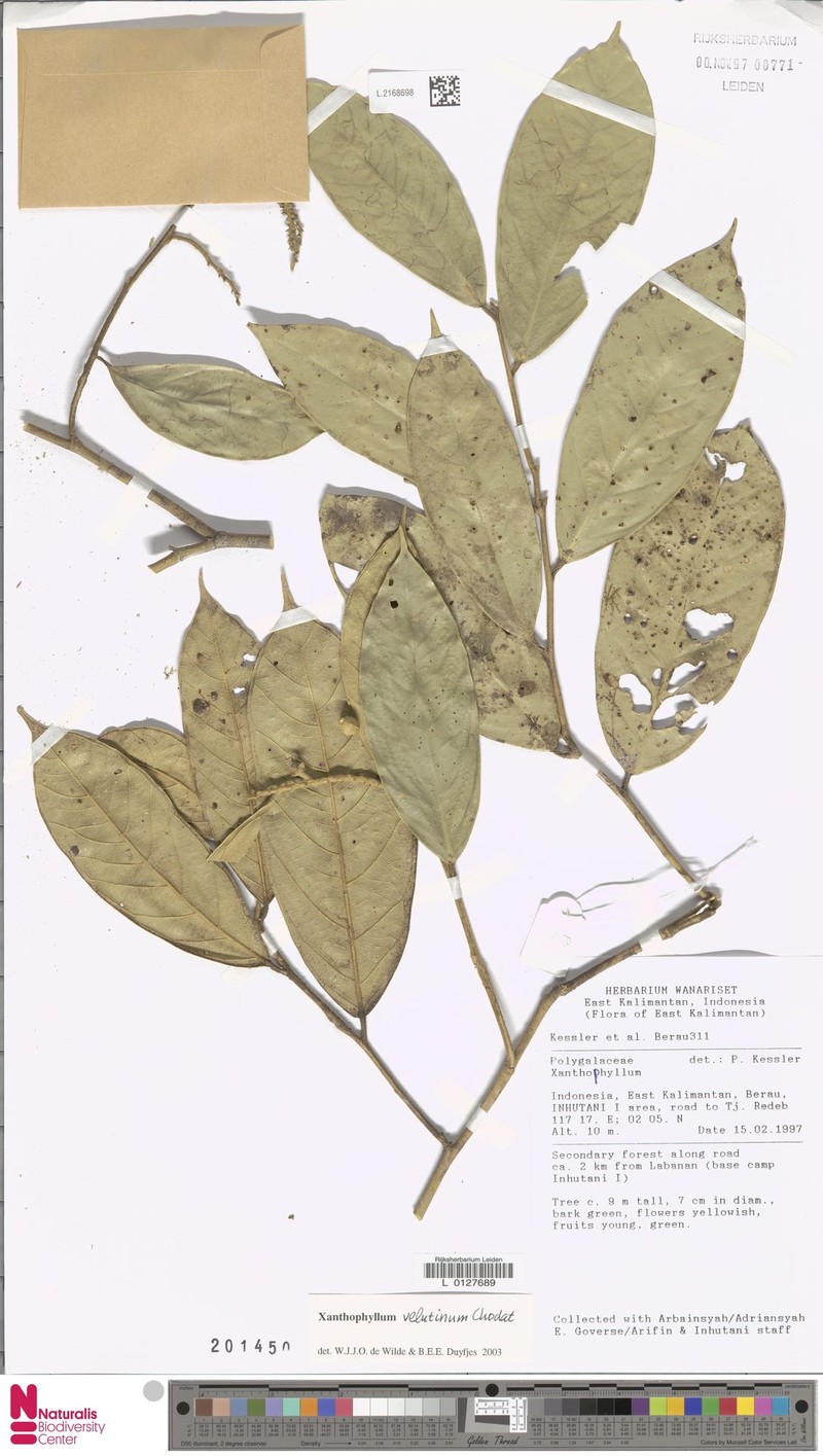 Xanthophyllum velutinum