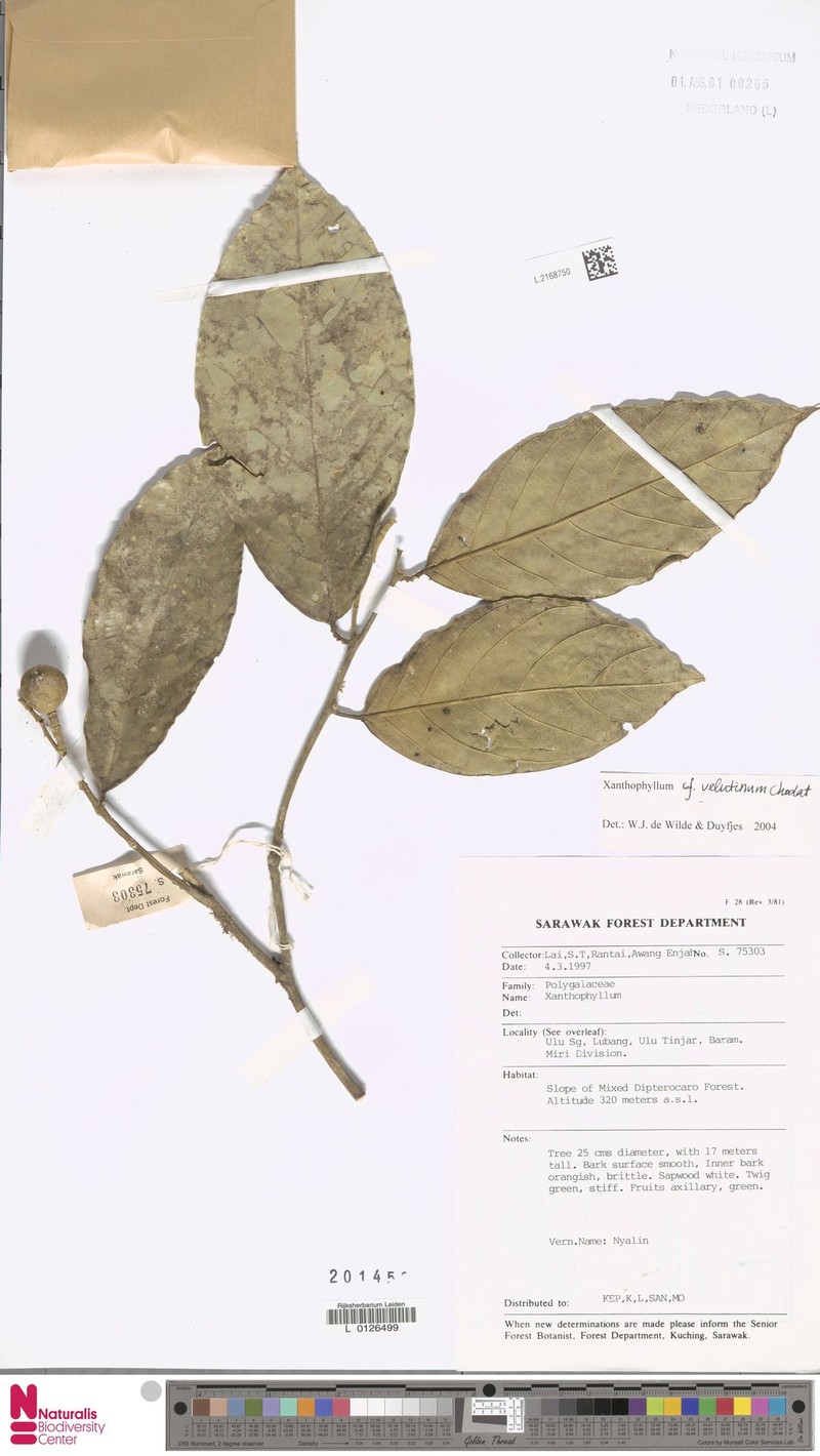 Xanthophyllum velutinum photo 2