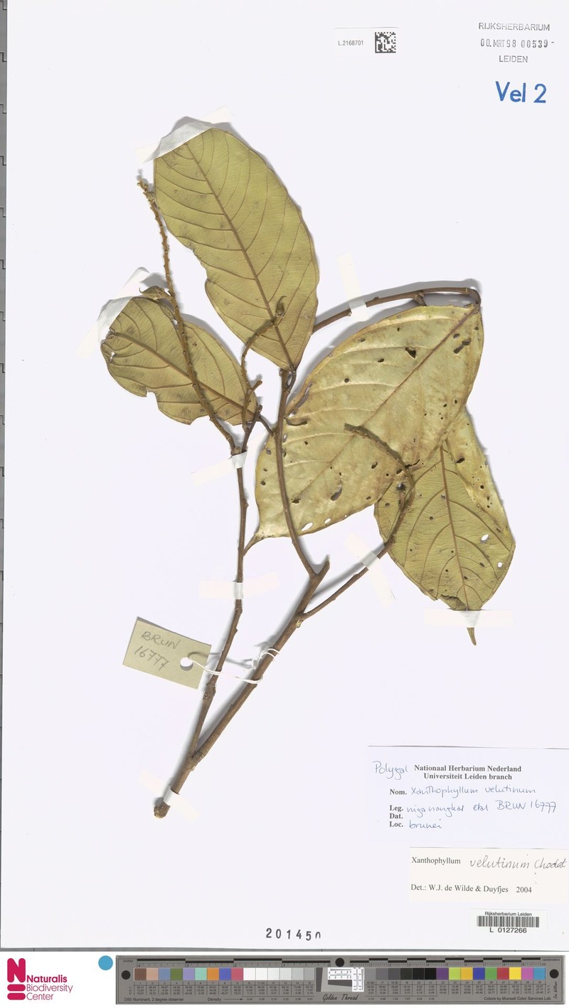 Xanthophyllum velutinum photo 3