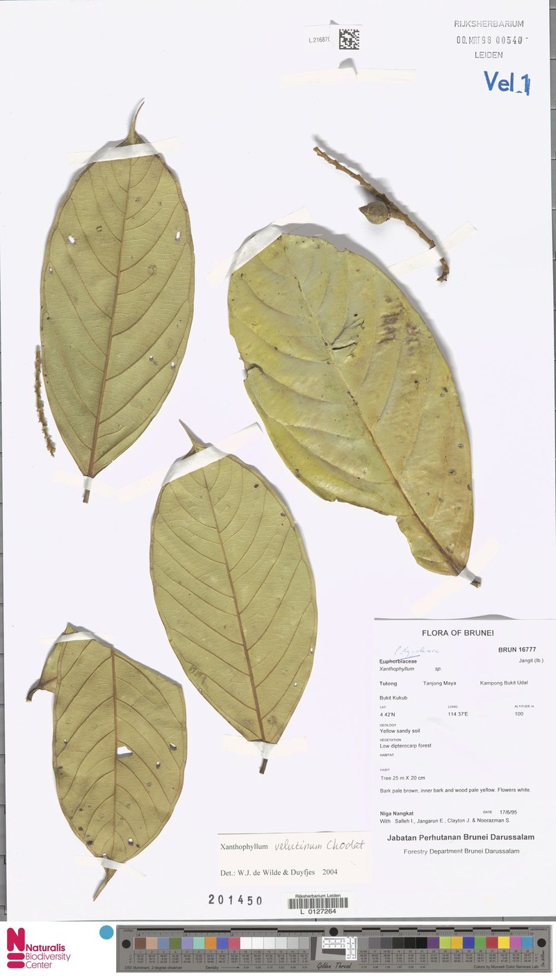 Xanthophyllum velutinum photo 4