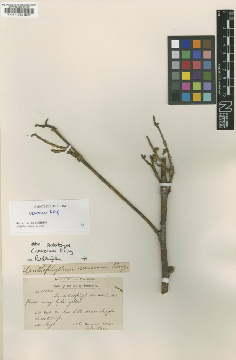 Xanthophyllum venosum