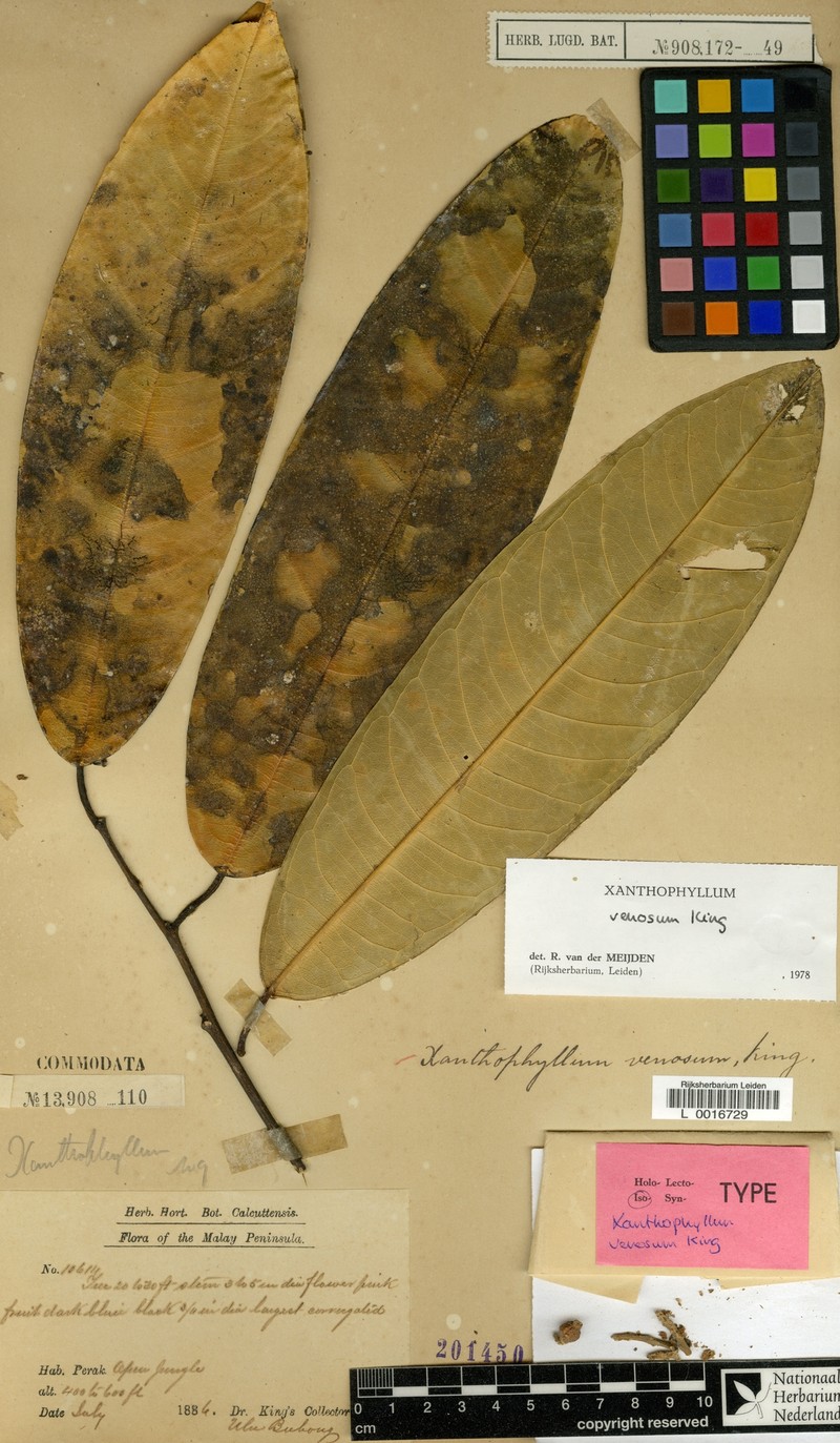 Xanthophyllum venosum photo 2