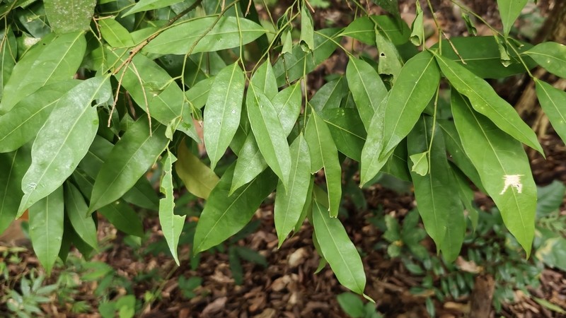 Xanthophyllum virens