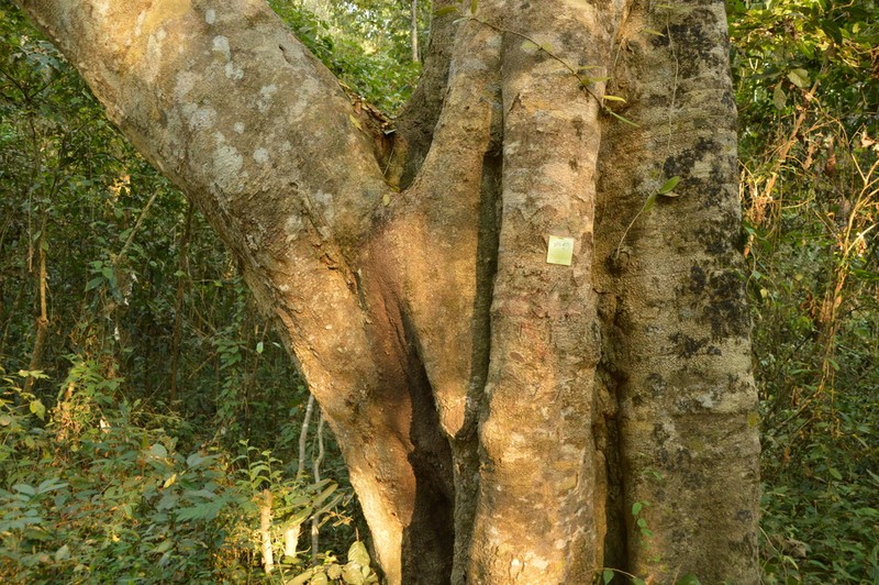 Xanthophyllum virens photo 2