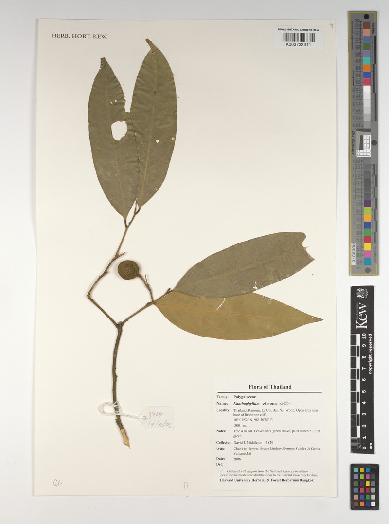 Xanthophyllum virens photo 3