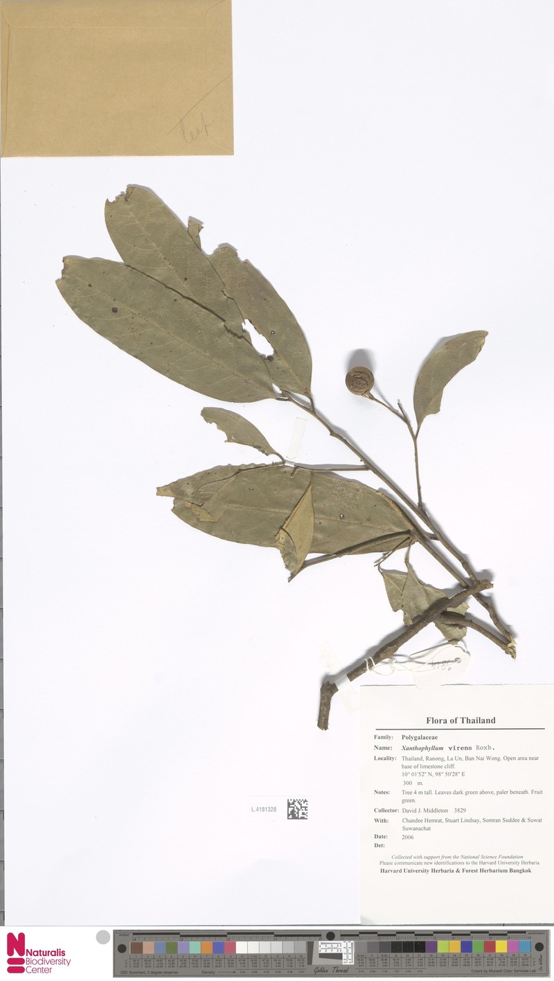 Xanthophyllum virens photo 4