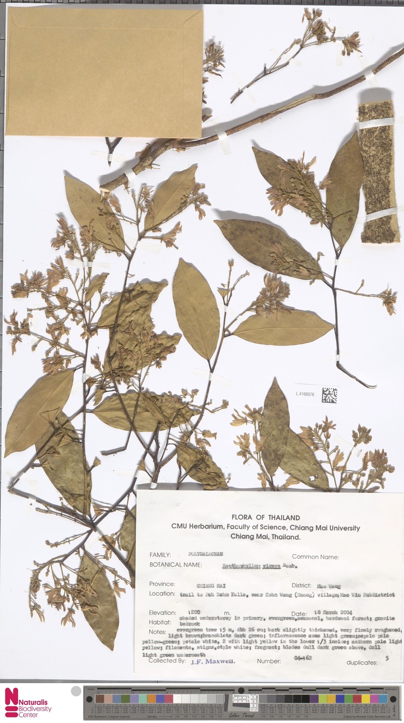 Xanthophyllum virens photo 5