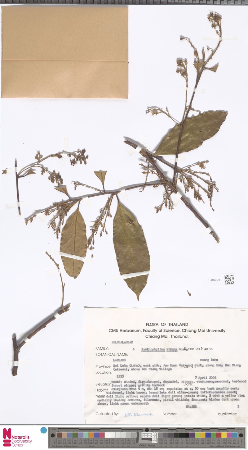 Xanthophyllum virens photo 6