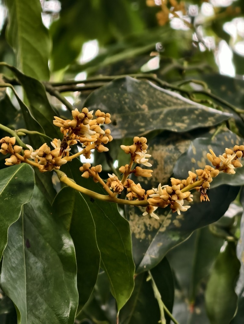 Xanthophyllum vitellinum