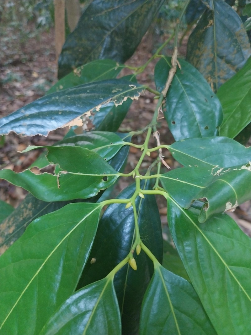 Xanthophyllum vitellinum photo 2