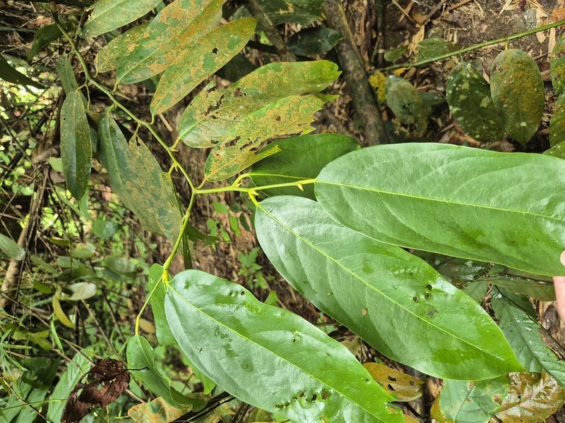 Xanthophyllum vitellinum photo 3