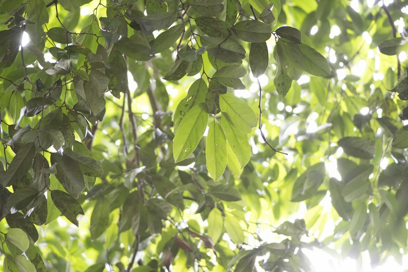 Xanthophyllum vitellinum photo 4