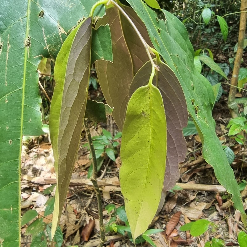 Xanthophyllum vitellinum photo 5