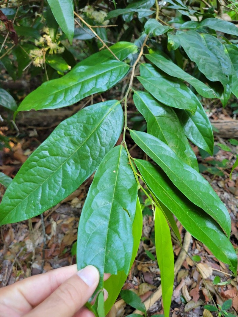 Xanthophyllum vitellinum photo 6
