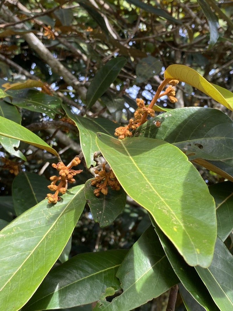 Xanthophyllum vitellinum photo 7