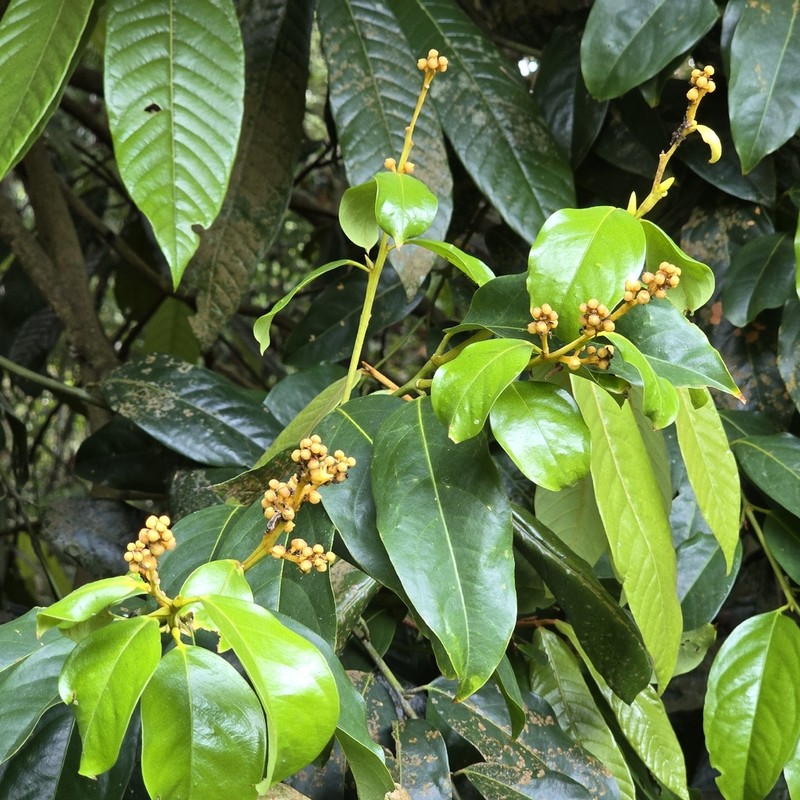Xanthophyllum vitellinum photo 8