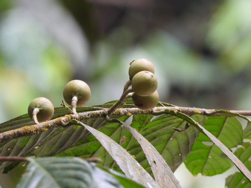 Xanthophyllum wrayi