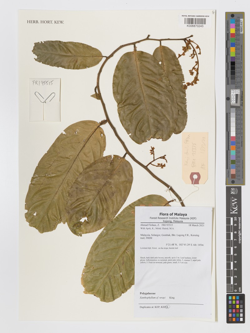 Xanthophyllum wrayi photo 2