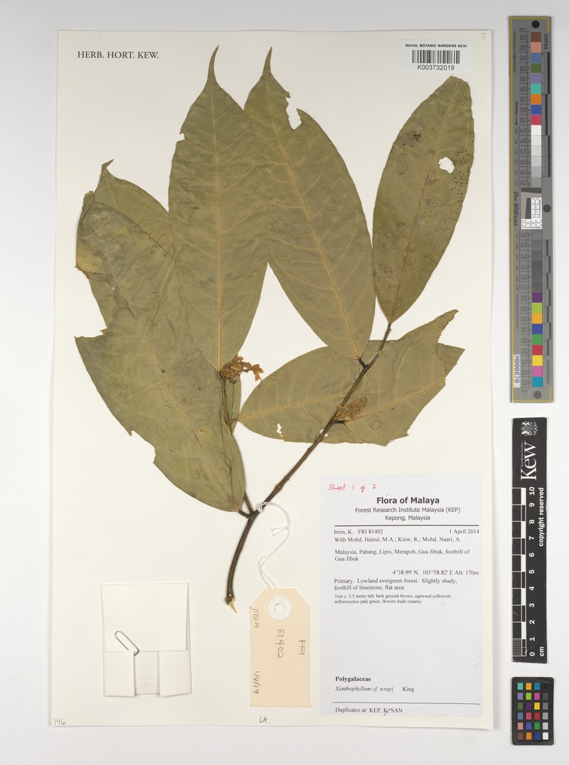 Xanthophyllum wrayi photo 3