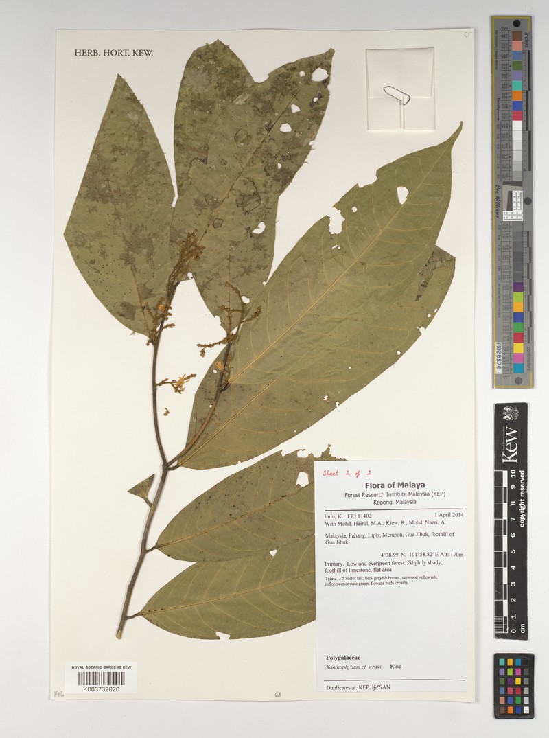 Xanthophyllum wrayi photo 4