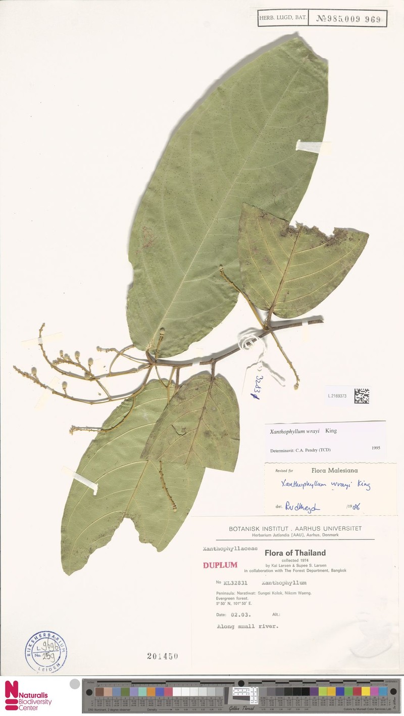 Xanthophyllum wrayi photo 5