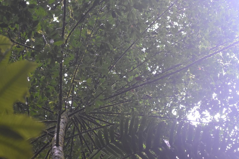 Xanthophyllum yunnanense