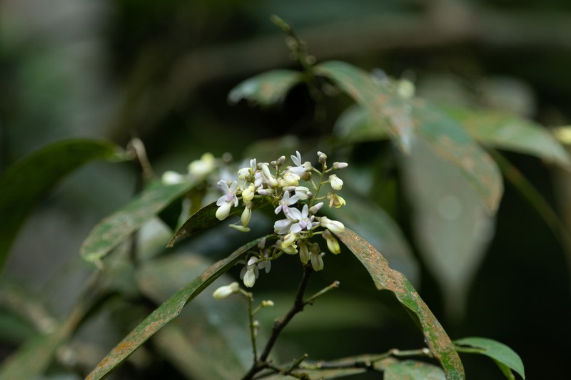 Xanthophyllum zeylanicum