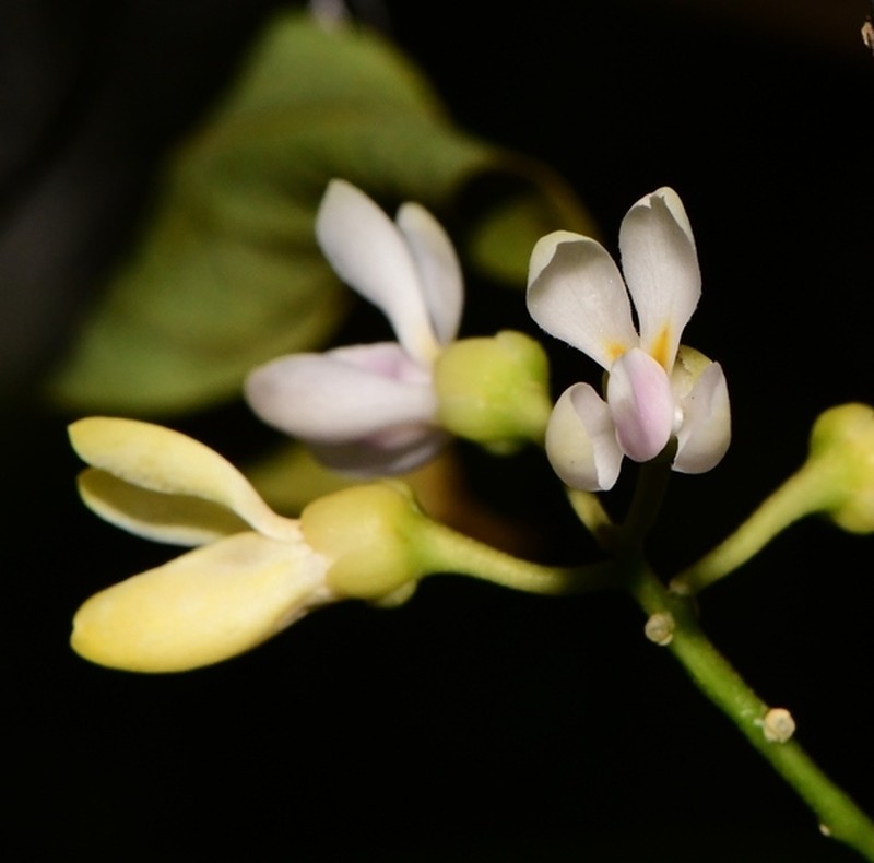Xanthophyllum zeylanicum photo 2