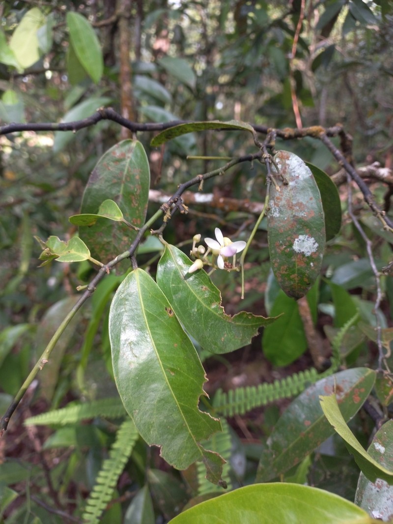 Xanthophyllum zeylanicum photo 3
