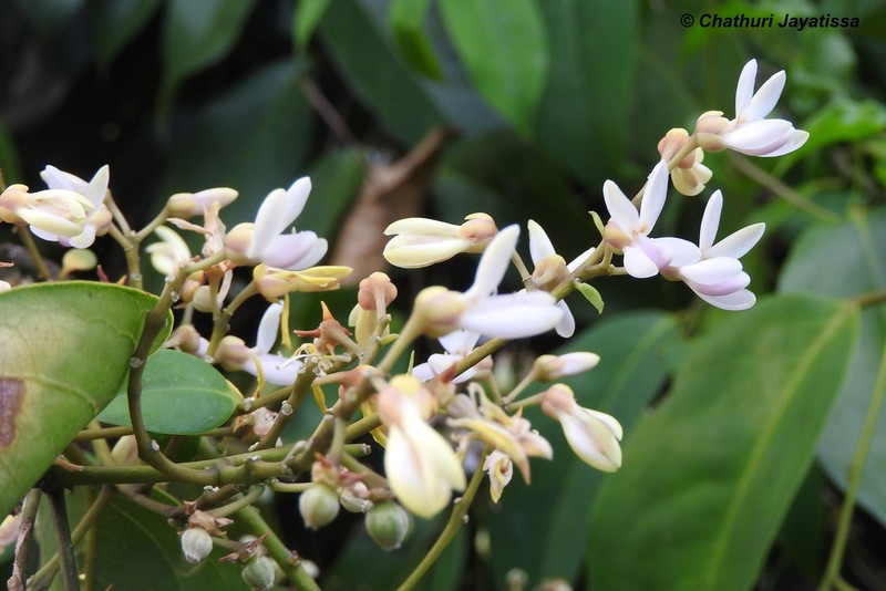 Xanthophyllum zeylanicum photo 5