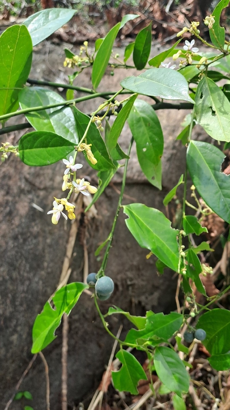 Xanthophyllum zeylanicum photo 6