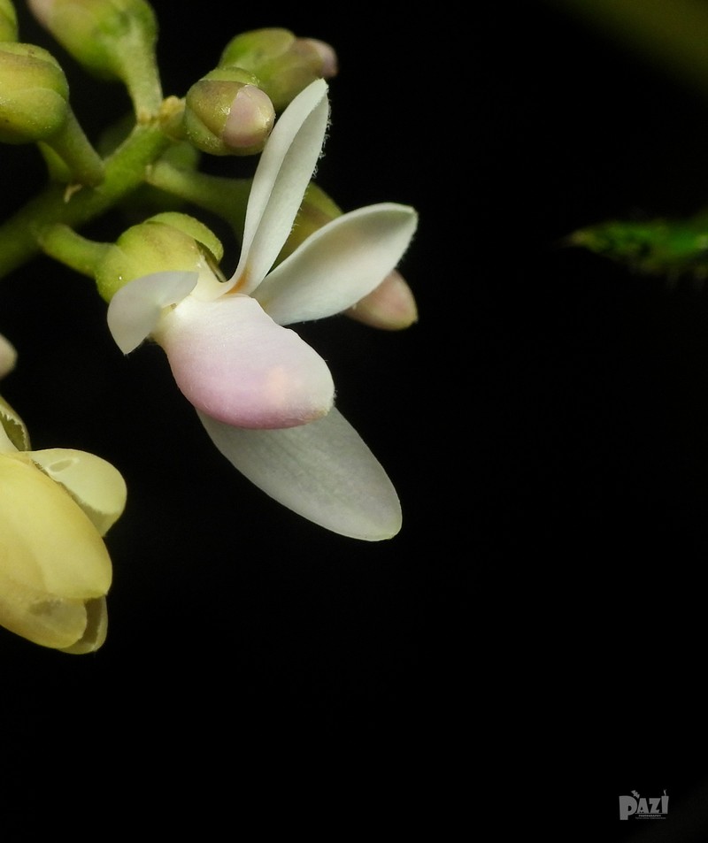Xanthophyllum zeylanicum photo 7